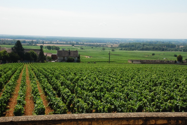 Where to go in France: Biking Through Vineyards in Burgundy - www.AFriendAfar.com