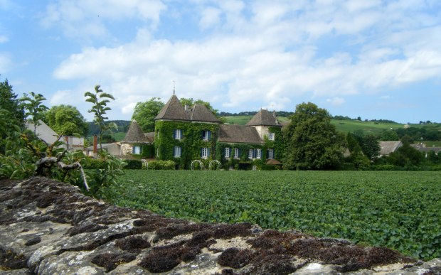 Shot of the Week - Pommard,  Bourgogne, France - www.AFriendAfar.com