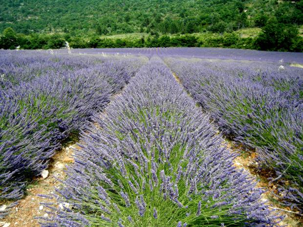 Traveling through the Lavender Fields in Provence - www.AFriendAfar.com